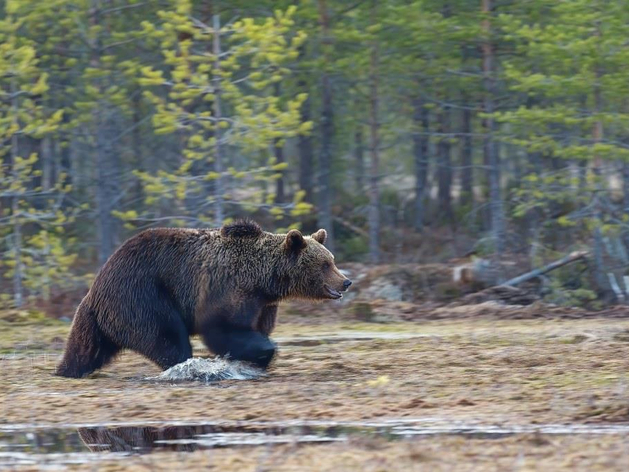 Россияне готовы платить больше за сибирские бренды 