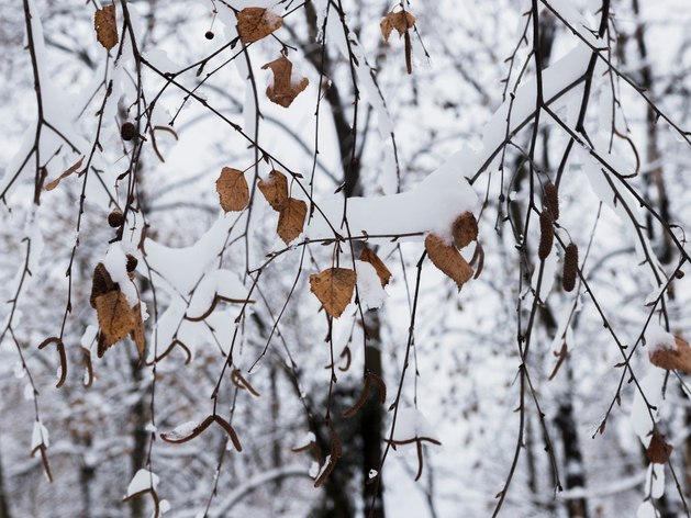Похолодает в Новосибирске на длинных ноябрьских выходных Похолодает в Новосибирске на длинных ноябрьских выходных
