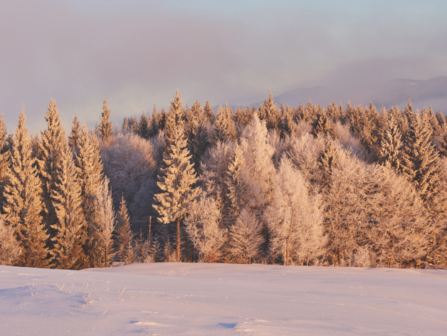 Продолжится похолодание и снегопады в Новосибирске Продолжится похолодание и снегопады в Новосибирске