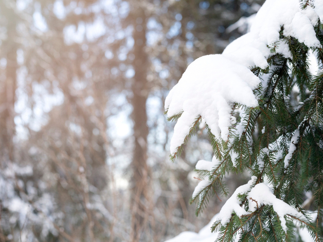 Синоптики пообещали потепление в Новосибирске на выходных Синоптики пообещали потепление в Новосибирске на выходных
