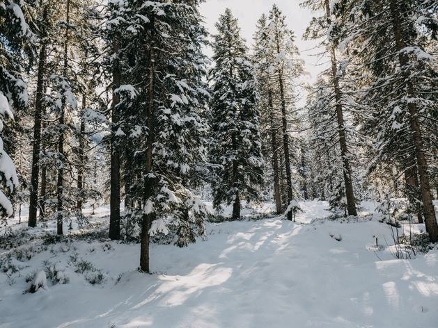 Тепло, пасмурно и без осадков в Новосибирске на выходных Тепло, пасмурно и без осадков в Новосибирске на выходных