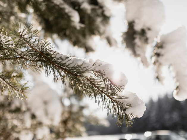 Сильное потепление придет в Новосибирск в течение рабочей недели Сильное потепление придет в Новосибирск в течение рабочей недели